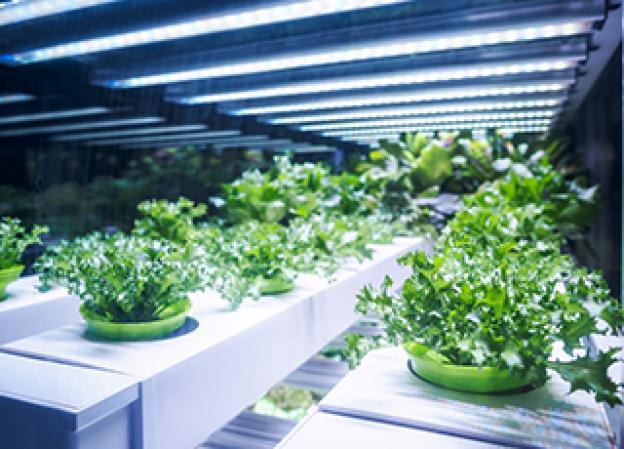 Pflanzenlampen: Pflanzen richtig überwintern mit der optimalen Beleuchtung